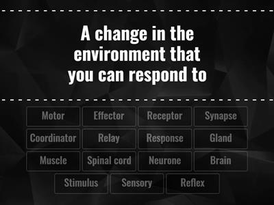 KS4 Nervous system word match