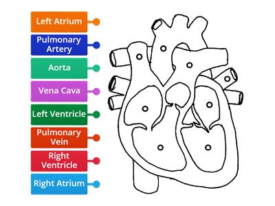 N5 2.2 Structure of the Heart