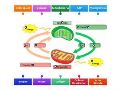 Photosynthesis and Cellular Respiration