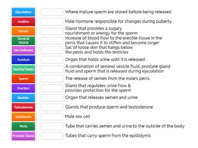 Physiology-Male Reproductive System