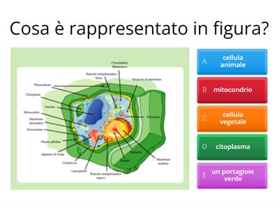 LE CELLULE-QUIZZETTONE