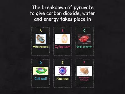 life processes quiz 