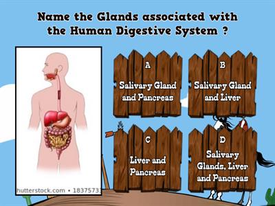 10-Life Processes- Digestive System- Bhoomi Rajput. 