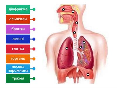  Будова дихальної системи