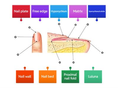 Nail Anatomy Diagram