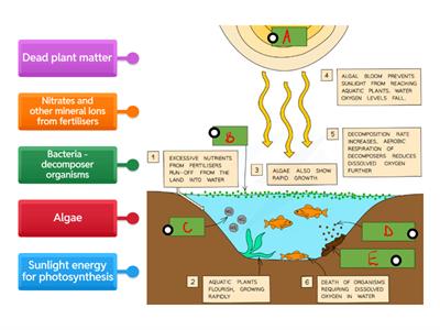 Eutrophication - Cambridge iGCSE
