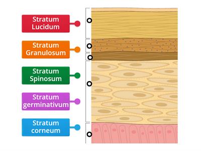 The epidermis layer 