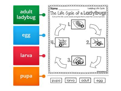 Life Cycle of a Ladybug Labeled Diagram (3rd grade Science)