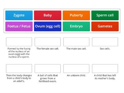 Reproduction and feotal development vocab activity.