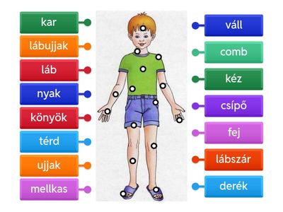Az emberi test részei 