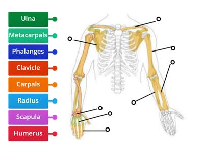 Arm Bones