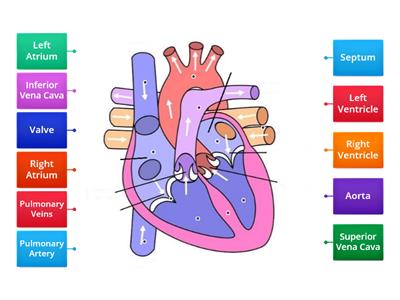 Parts of the Heart