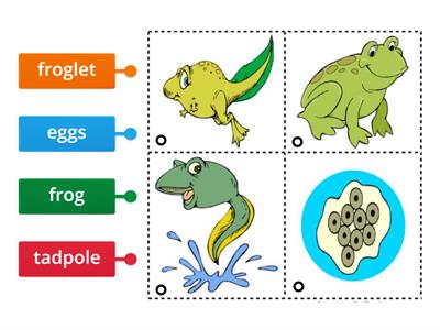 Life Cycle of a Frog