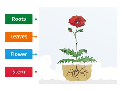 Parts of a plant