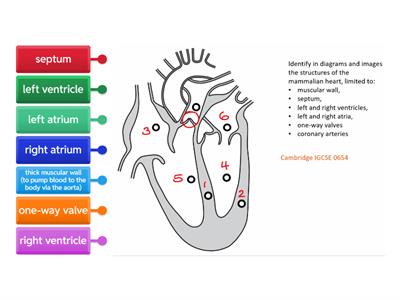 Heart - Cambridge iGCSE 0654