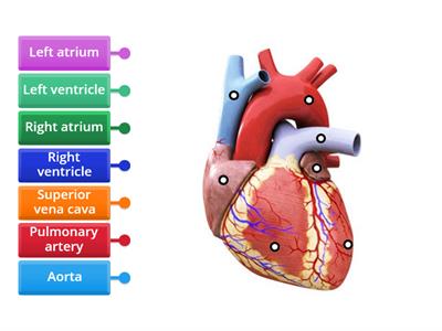 Heart Structure