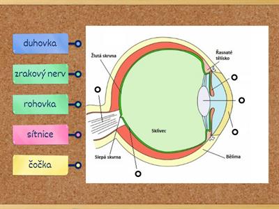 Smyslové ústrojí - oko