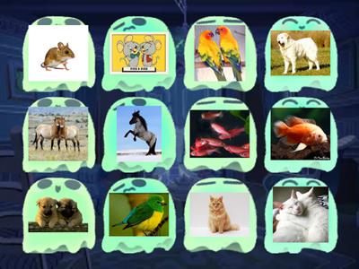 Kid's box 1 Unit 5 Pets Plural