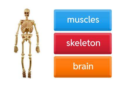 Bones & Muscles Quiz