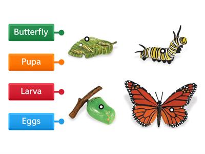Butterfly life cycle
