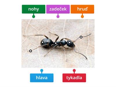 Stavba těla - HMYZ