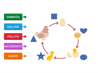 Ciclo de vida (gallina)