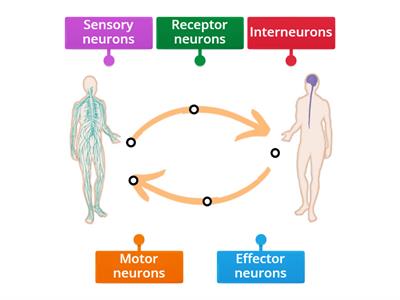 Parts of Neural Chain