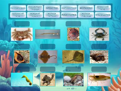 МОРСЬКІ МЕШКАНЦІ