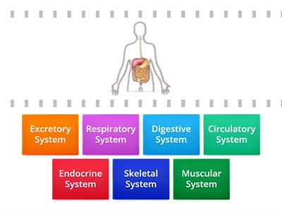 Body Systems