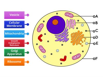 Cell Organelles