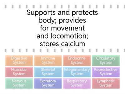 12A Human Body System Functions