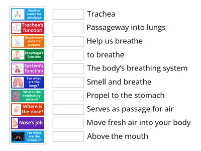 Respiratory System