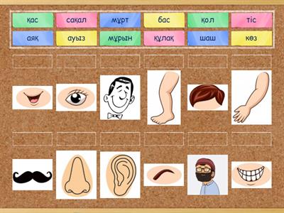 Дене түрі мүшесі