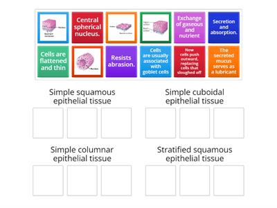 Epithelial tissue