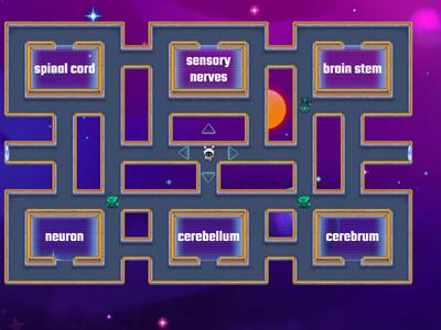 Nervous and Endocrine Review (Pacman)