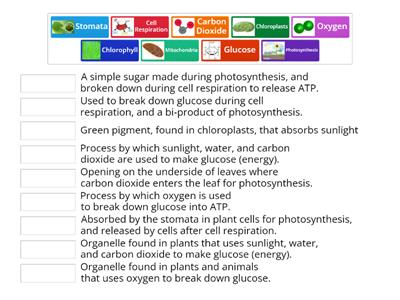 Photosynthesis & Cell Respiration Vocab