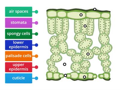 Nat 5 Biology 2.5 Cross Section of a Leaf