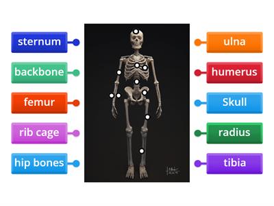 Forensics Skeleton 