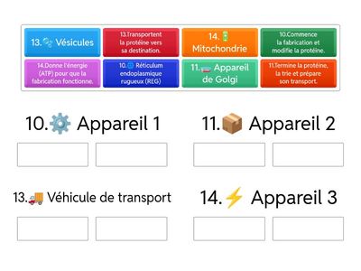2.Schéma de la machinerie cellulaire eucaryote animale suite