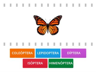 EMPAREJA ORDENES DE INSECTOS MAS COMUNES.