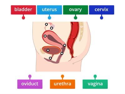 Female Reproductive System