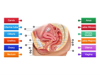 Label Female Reproductive System