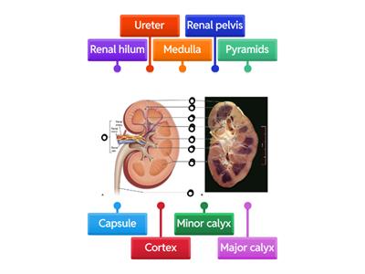 Label the Kidney