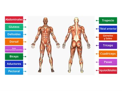 Musculos del cuerpo 