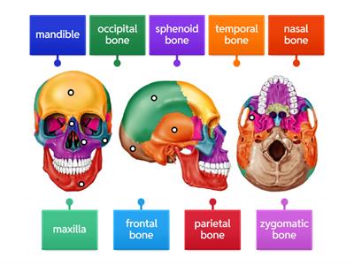 Cranial and Facial Bones