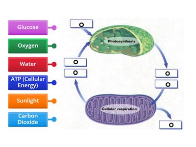Photosynthesis and Cellular Respiration