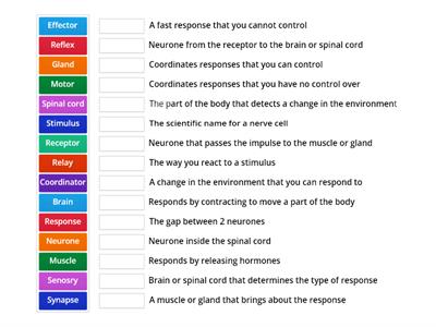 Nervous system word match