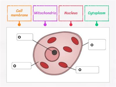 Label an animal cell