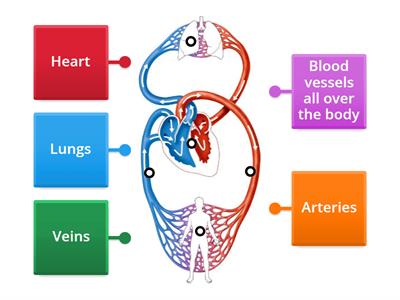 Circulatory system