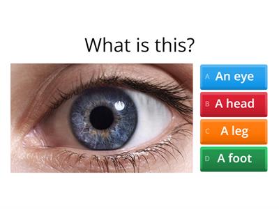 ESL Body Parts
